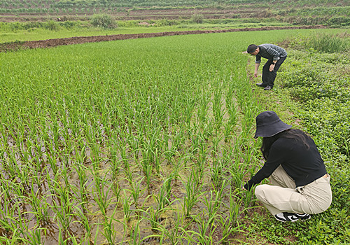 农技专家和农技人员在稻田“巡诊”。通讯员 肖红 摄