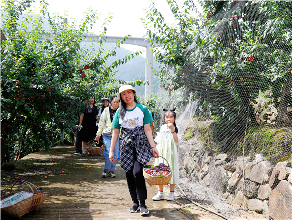葡萄园吸引不少游客进园采摘。武隆区委宣传部供图 华龙网发