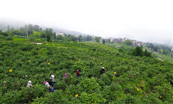 白桥镇武城村300多亩蓝莓成熟，预计产量有3万多斤，产值可达到80万元。记者 李菱 邓青春 摄