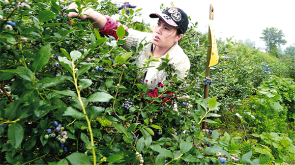 村民在白桥镇武城村蓝莓生态园内务工增加收入。记者 李菱 邓青春 摄
