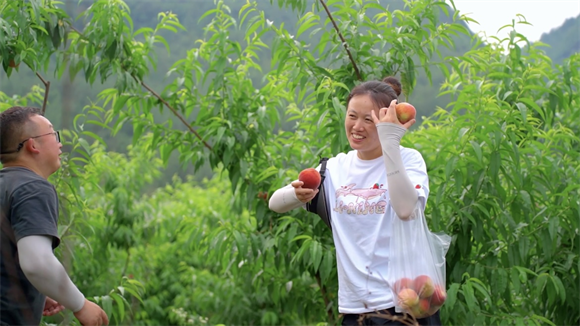 游客于叠石花谷采摘脆桃。酉阳旅投供图 华龙网发