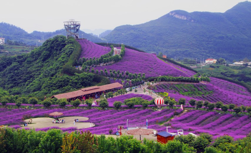 杉坪景区花海。桐梓县供图