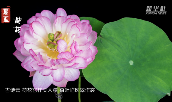延时摄影二十四节气赏花开: 荷花绽放出淤泥而不染2