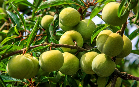 优渥生态种出“金果果”。 巫山县果业发展中心供图