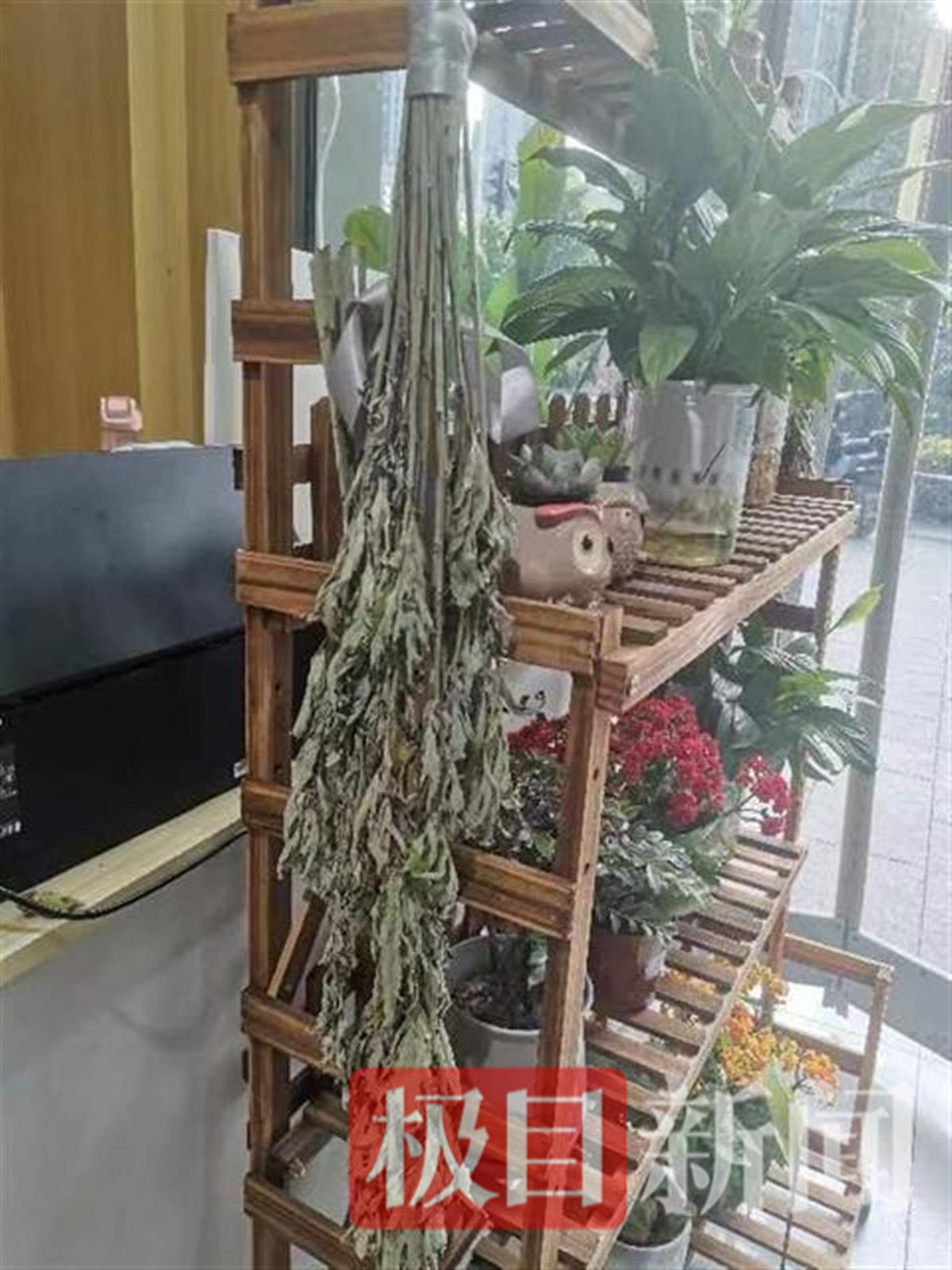 菜场一把卖2块钱，跻身花店一束百余元，端午艾草卖出玫瑰价3