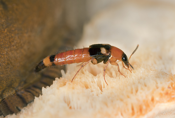 VCG41N482320369