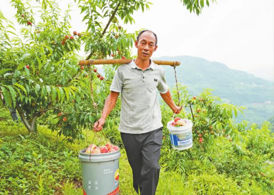 村民采摘桃子。
