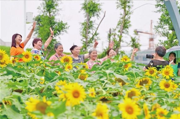 Tourists are taking photos with the beautiful sunflowers. (Photographed by Zhu Yunqing) 
