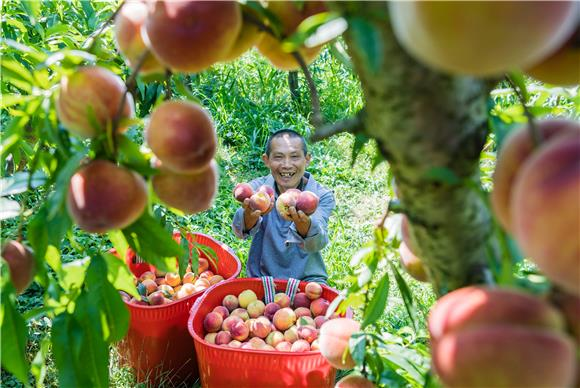 The farmer is picking yellow peaches. (Photographed by Zhang Yiming) 