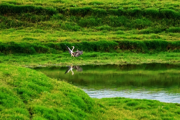 湿地吸引众多鹭栖息。忠县县委宣传部供图 华龙网发