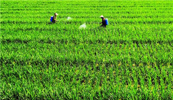 农民正忙着在稻田里管护。通讯员 龚长浩 摄