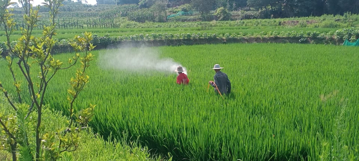 西彭镇新民村喜乡遇合作社，工作人员正在稻田里防治病虫害。 受访者供图