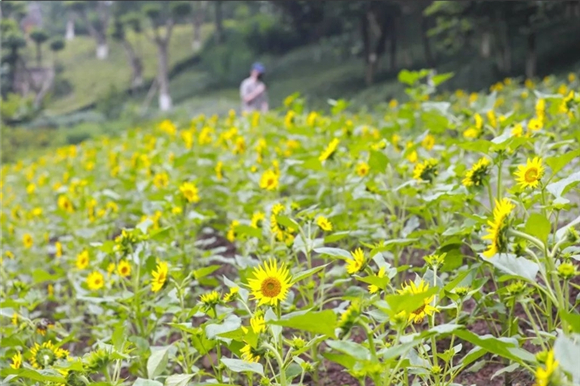 重庆园博园内盛放的向日葵。受访者供图