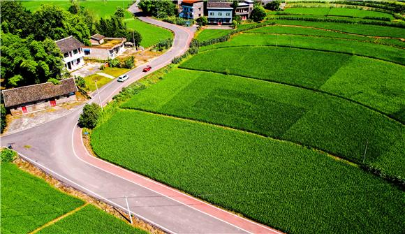 The high-standard farmland in Li Bai Village, Shaping Town. (Photographed by Gong Changhao)