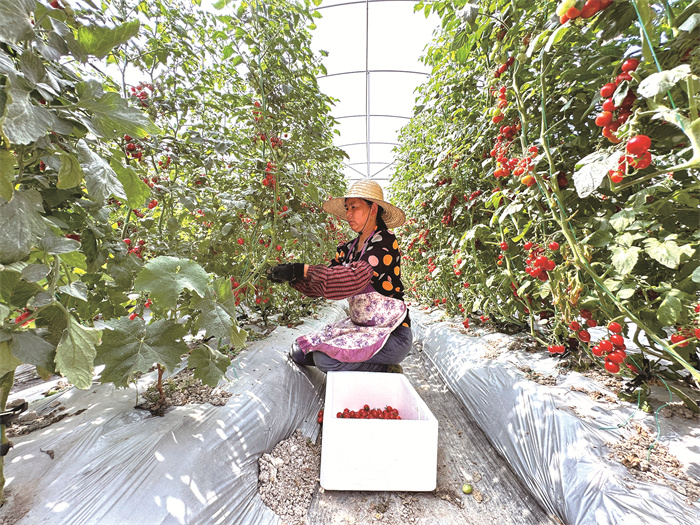 菜农采摘水果番茄。记者 张小燕 供图