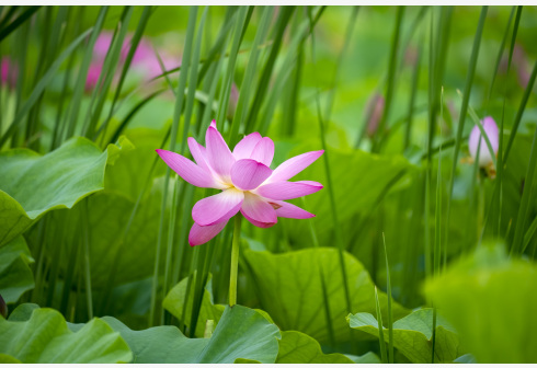 亚洲莲的花为啥有红有白？原因在这儿