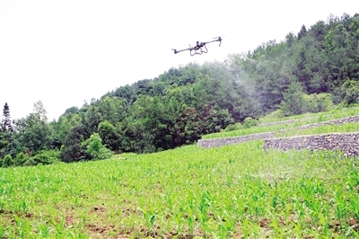 无人机正在喷洒农药。 记者 钟建 摄