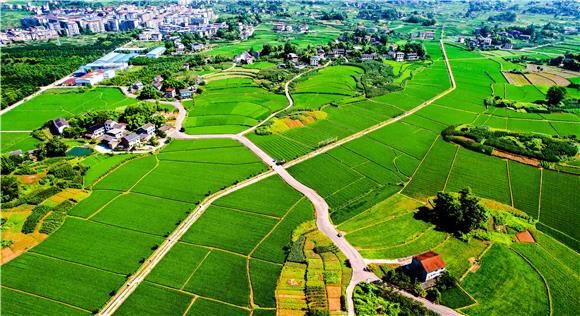 The high-standard farmland in Libai Village, Shaping Town. (Photographed by Gong Changhao) 