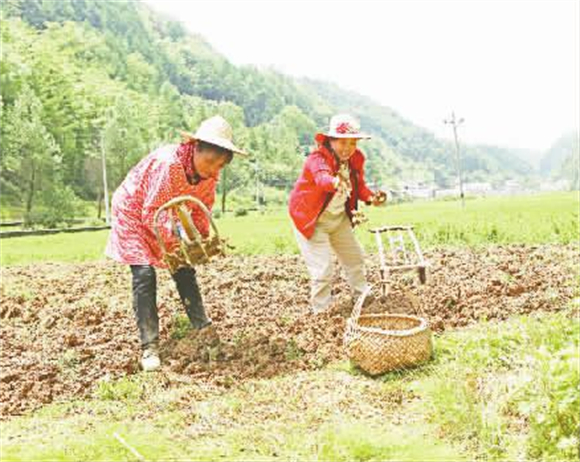 村民们正忙着采挖中药材贝母。记者 卢先庆 曾露 供图