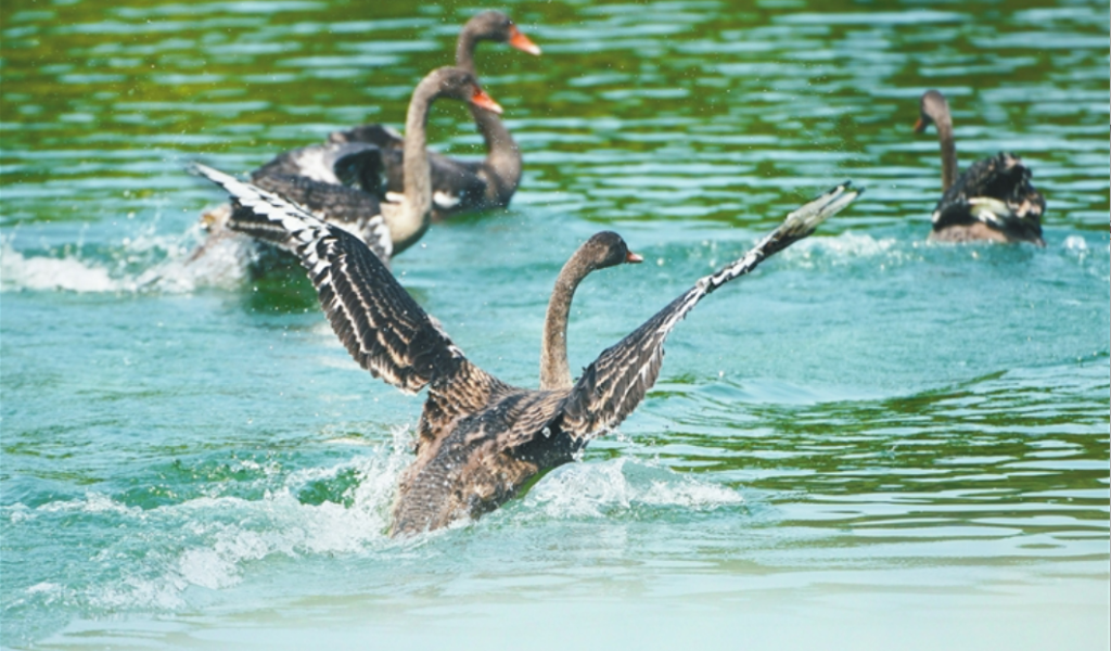 黑天鹅宝宝在湖面上玩耍。记者 钟戈 摄