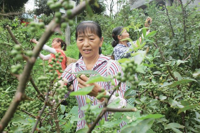 村民采收花椒。