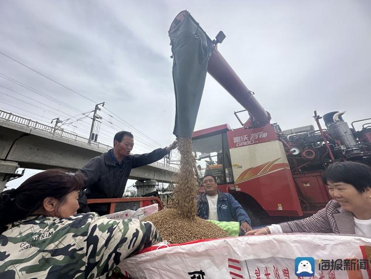 河南“雨口抢粮”记：南阳麦收基本结束，农民无奈接受芽麦8