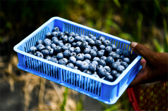 6月4日，村民在贵州省麻江县蓝梦谷生态蓝莓园采摘蓝莓。新华社记者 杨文斌 摄