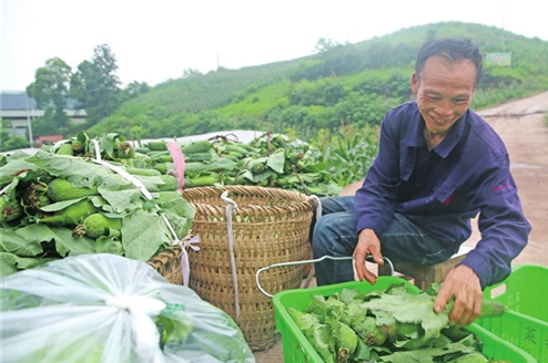 村民正在整理采摘的蔬菜。记者 杨荟琳 摄