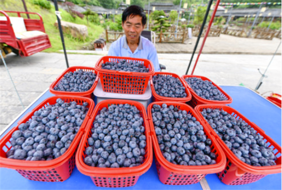 6月4日，村民在贵州省麻江县蓝梦谷生态蓝莓园内销售蓝莓。新华社记者 杨文斌 摄