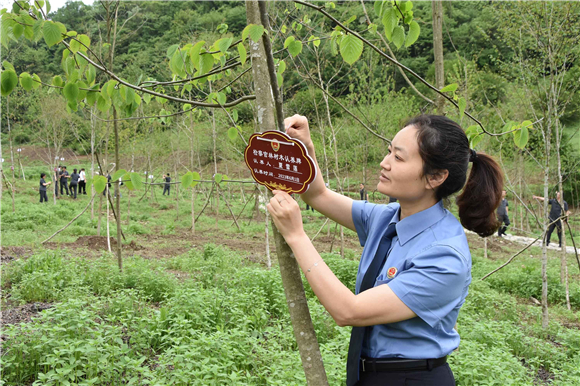 检察官认养珍稀植物。巫山县融媒体中心供图