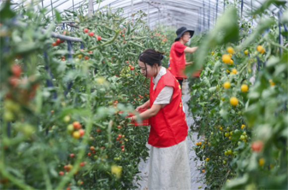6月3日，在位于长兴县虹星桥镇郑家村的金唐湾生态农业基地内，党员志愿者帮助采摘成熟的小番茄。新华社记者 徐昱 摄