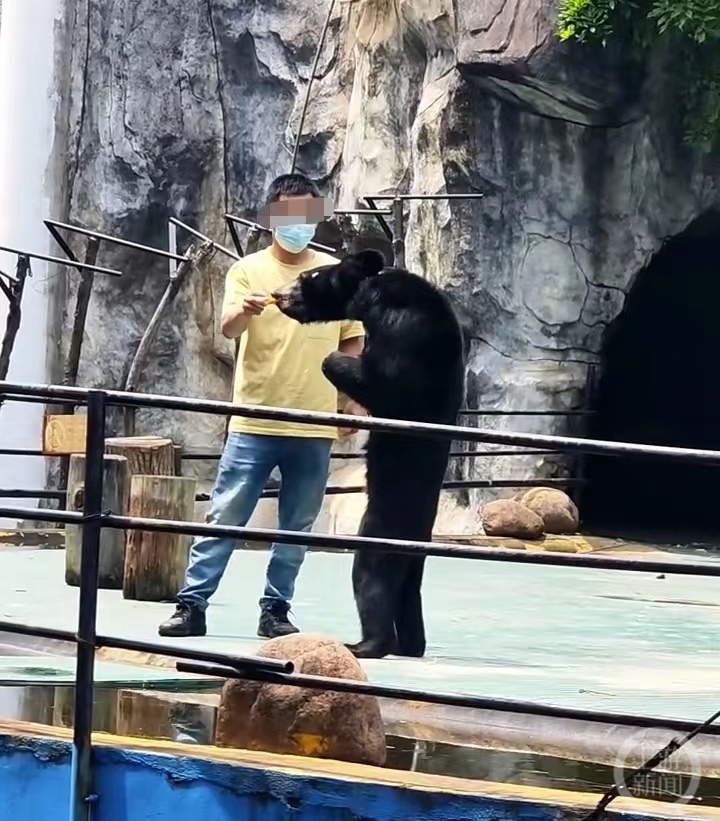 南昌动物园一黑熊骨瘦如柴?园方:状态正常,夏天掉毛显瘦