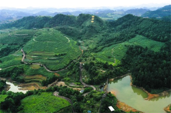 这是6月4日拍摄的贵州省麻江县蓝梦谷生态蓝莓园（无人机照片）。新华社记者 杨文斌 摄