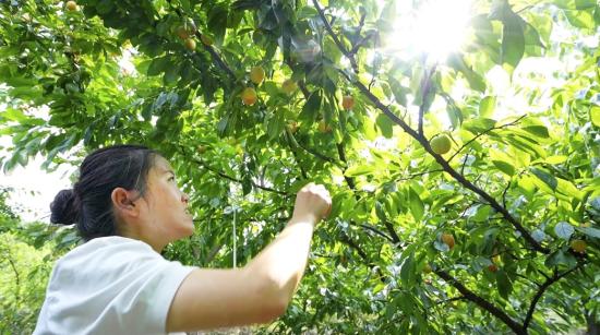 市民正在龙岗街道观音岩村采摘玫瑰香李。宾振宇文 摄