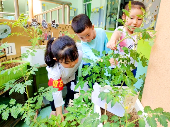 值日生细心照顾班级种植植物。奉节县教委机关幼儿园供图 华龙网