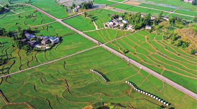 安胜镇龙印村，绿油油的水稻宛如一张铺满大地的绿色地毯。记者 熊伟 摄