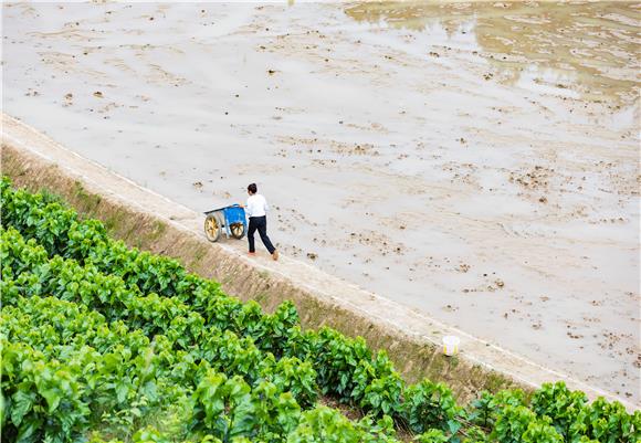整理“稻渔共养”基地。通讯员 张益明 摄