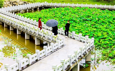 荷花次第绽放。记者。龚长浩 摄