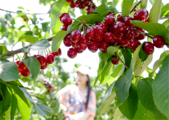 6月6日，游客在秦皇岛市海港区杜庄镇一果园采摘樱桃。新华社记者 杨世尧 摄