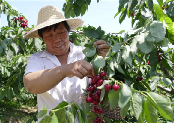 6月6日，秦皇岛市海港区杜庄镇果农在自家果园采摘樱桃。新华社记者 杨世尧 摄