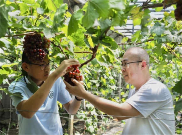 6月6日，游客在杨柳雪镇西辛庄村的果蔬大棚内采摘。新华社记者 高天 摄