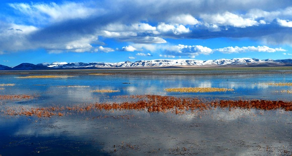 尕海湿地为何这么美？20余年生态修复路成就“青藏高原东部水塔”