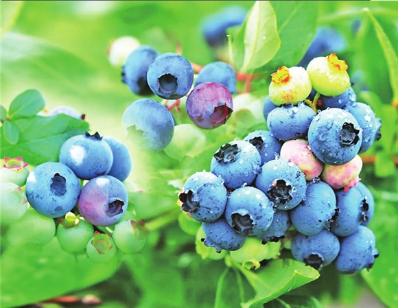 高山蓝莓味道鲜美。渝北区文化和旅游发展委员会供图
