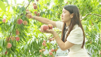 市民采摘桃子。记者 彭群英 摄