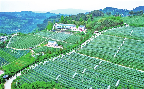 武印峡蓝莓园。渝北区文化和旅游发展委员会供图