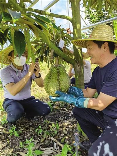 年产不及进口量的万分之一 吃货们心心念念的国产榴莲“翻车”了？5