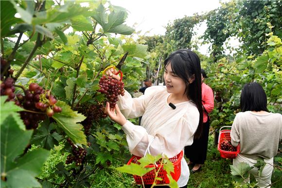 游客在采摘葡萄。通讯员 黄河 摄