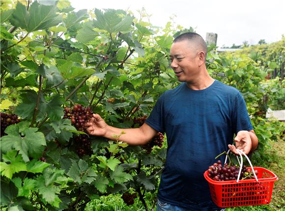 果农在采摘葡萄。通讯员 黄河 摄