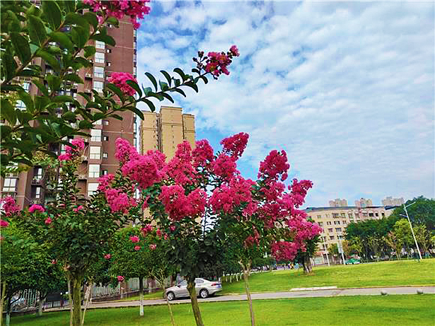 铜梁：紫薇花开装扮城市成景观