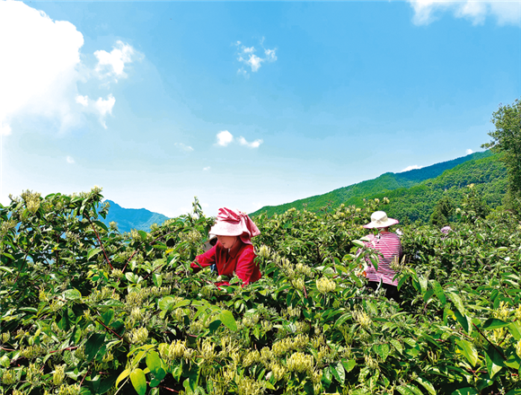 400亩山银花迎来了采摘期。记者 姜婷 摄